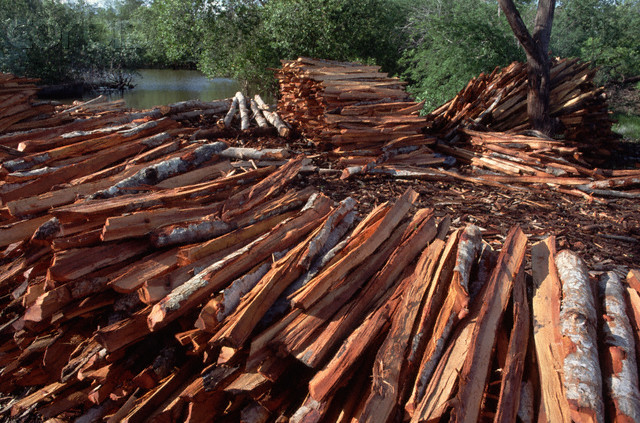 Rhizophora stylosa usage